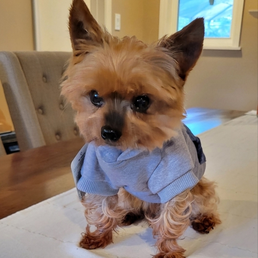 ❤️Host Pick!❤️ Fleece Lined Dog Hoodie XS - Picture 15 of 15